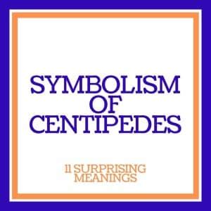 what does a centipede symbolize|Centipede Symbolism & Spiritual Meaning (Courage vs Fear).